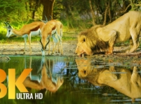 Amazing Wildlife of Botswana – 8K Nature Documentary Film (with music)