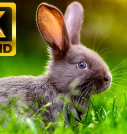 AROUND THE WORLD ANIMALS – 8K (60FPS) ULTRA HD – With Nature Sounds (Colorfully Dynamic)
